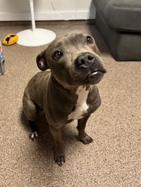 Gracie FH - Photo 1