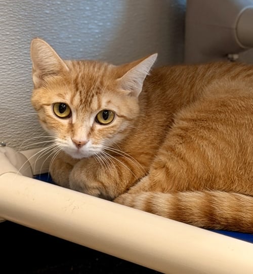MACADAMIA - Domestic Short Hair available for adoption