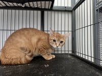 Macadamia - Photo 2