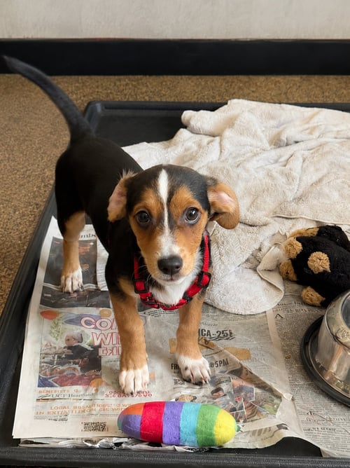 FLINT - Jack Russell Terrier available for adoption
