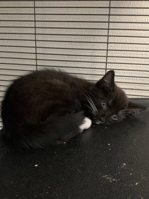 KONA - Domestic Short Hair available for adoption