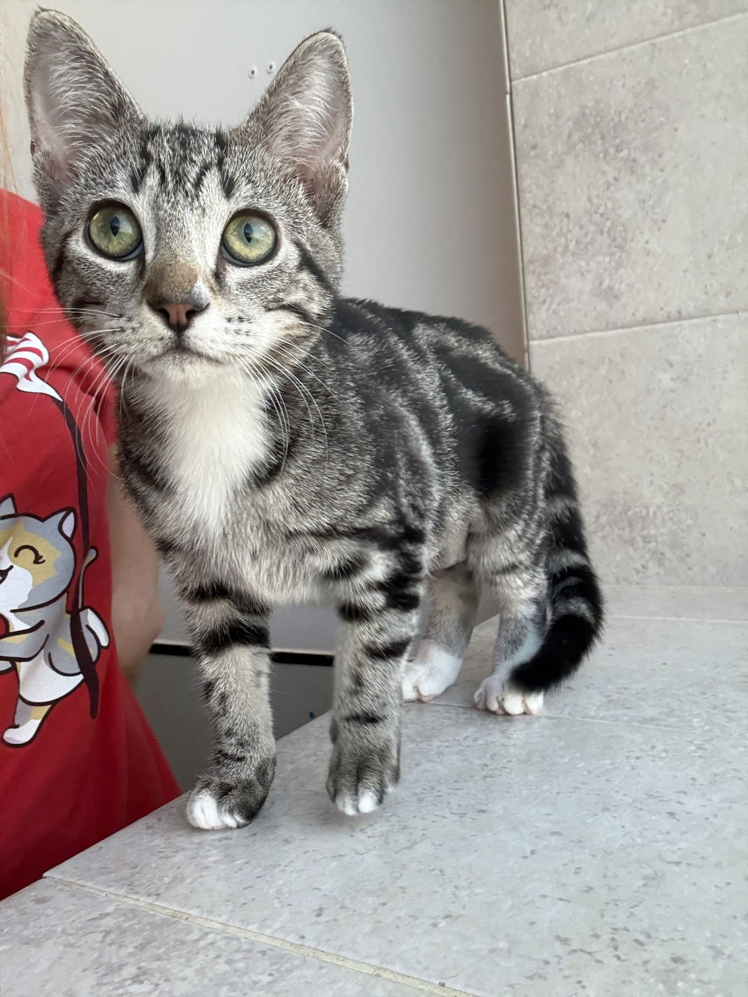 MAYO - Domestic Short Hair available for adoption