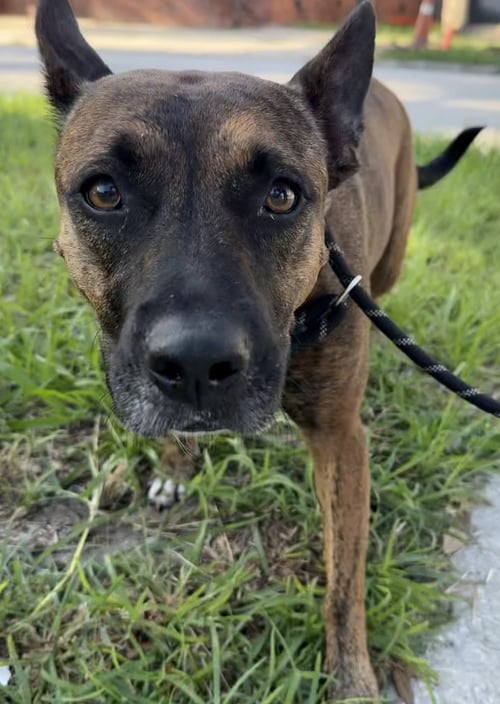 OLIVIA - Dutch Shepherd available for adoption
