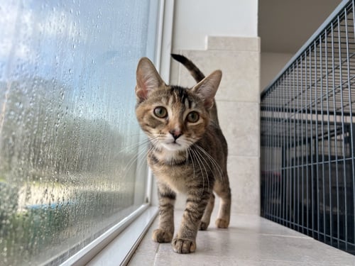 VALENTINA - Domestic Short Hair available for adoption