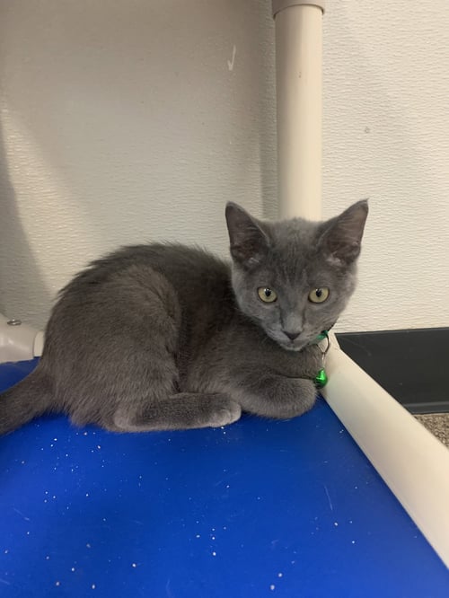 CINDERELLA - Domestic Short Hair available for adoption