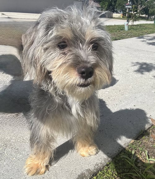 DIGGI - Yorkshire Terrier Yorkie / Shih Tzu available for adoption