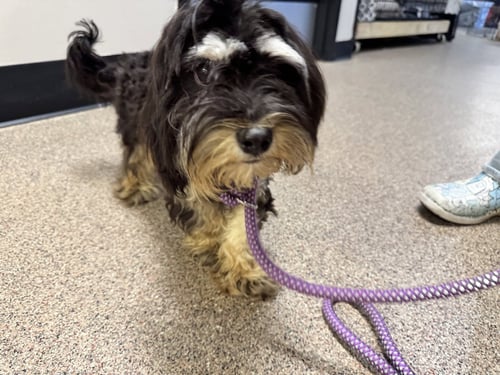 BISCOTTI FH - ALOFT HOTEL DTO - Shih Tzu / Poodle (Miniature) available for adoption