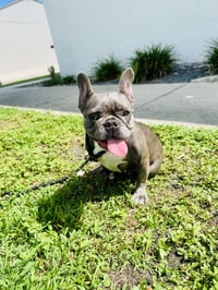 Stella FH - Photo 13