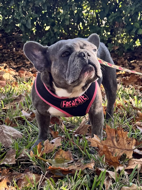STELLA FH - French Bulldog available for adoption