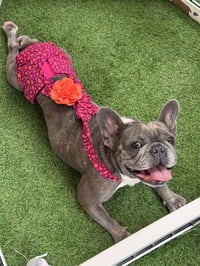Stella FH - Photo 8