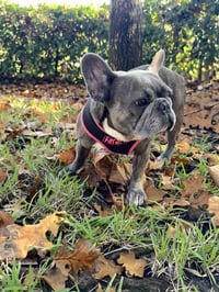 Stella FH - Photo 5