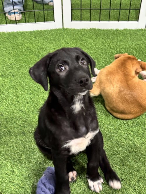 ELIO - Spitz / Shepherd available for adoption