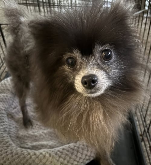 BLUE BOY FH - Pomeranian available for adoption