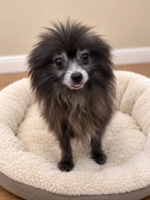 BLUE BOY FH - Pomeranian available for adoption