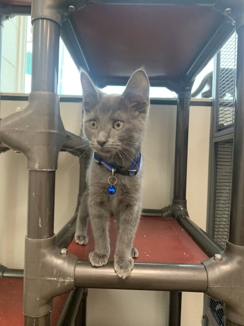 MOANA - Domestic Short Hair available for adoption