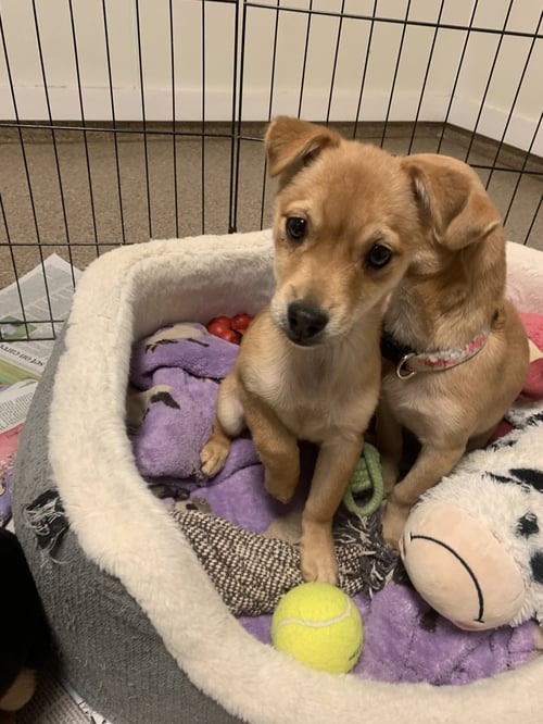 RUMI - ALOFT HOTEL - DTO - Chihuahua / Shar Pei available for adoption