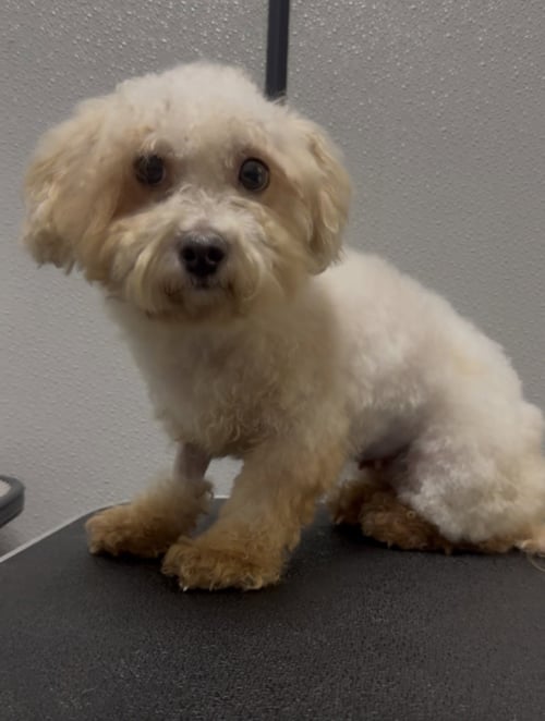 ECLAIR - Shih Tzu / Poodle (Miniature) available for adoption