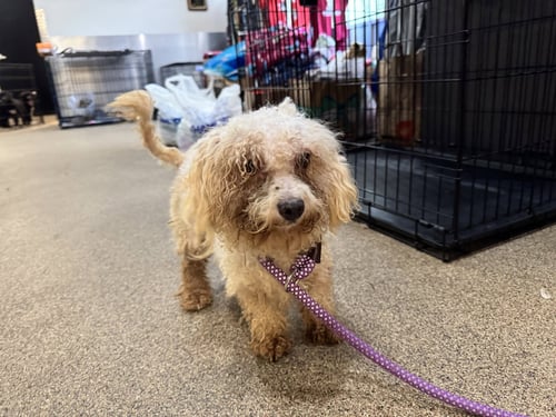 ECLAIR - Shih Tzu / Poodle (Miniature) available for adoption