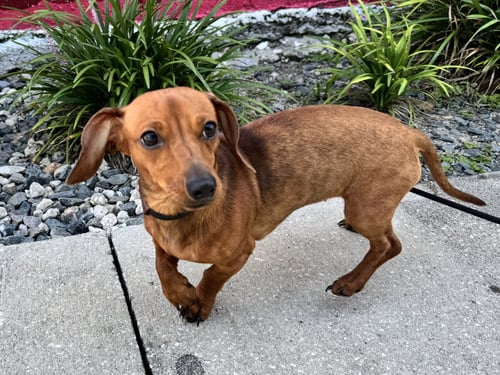 MAE PEARL - Dachshund available for adoption
