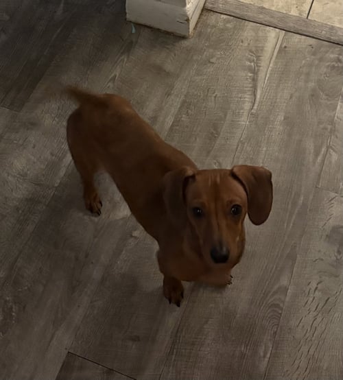 MAE PEARL - Dachshund available for adoption