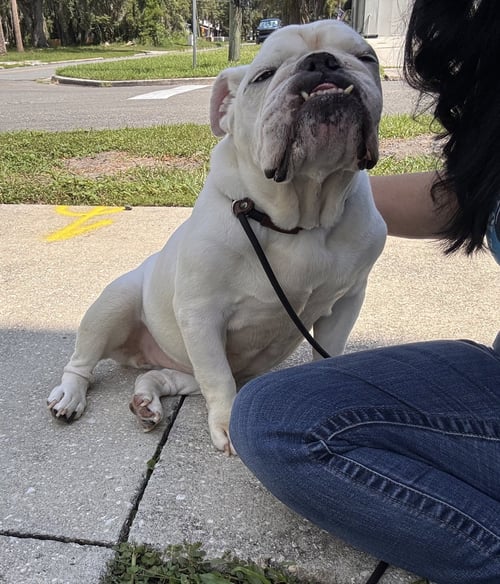 PRINCESS JAZMYN - English Bulldog available for adoption