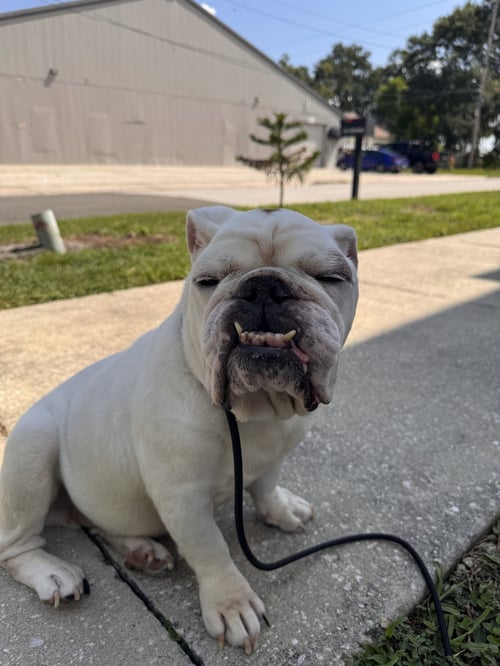 PRINCESS JAZMYN - English Bulldog available for adoption