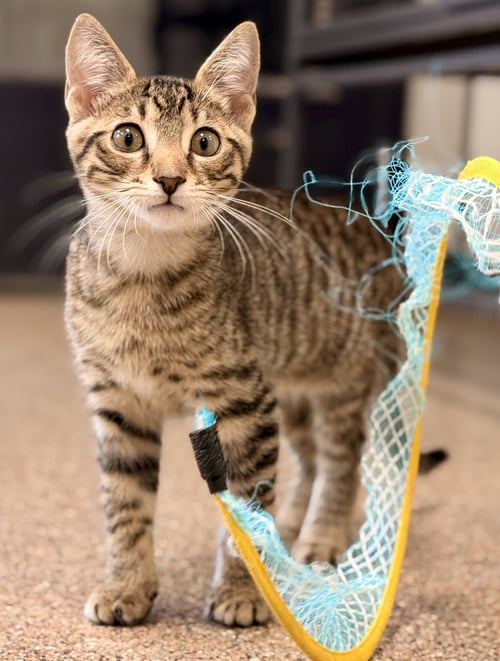 MUSSEL - Domestic Short Hair available for adoption