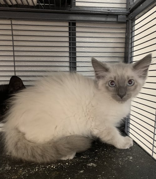 VIPER - Siamese available for adoption