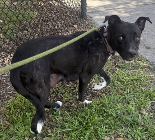 FIFA - Labrador Retriever / Terrier available for adoption