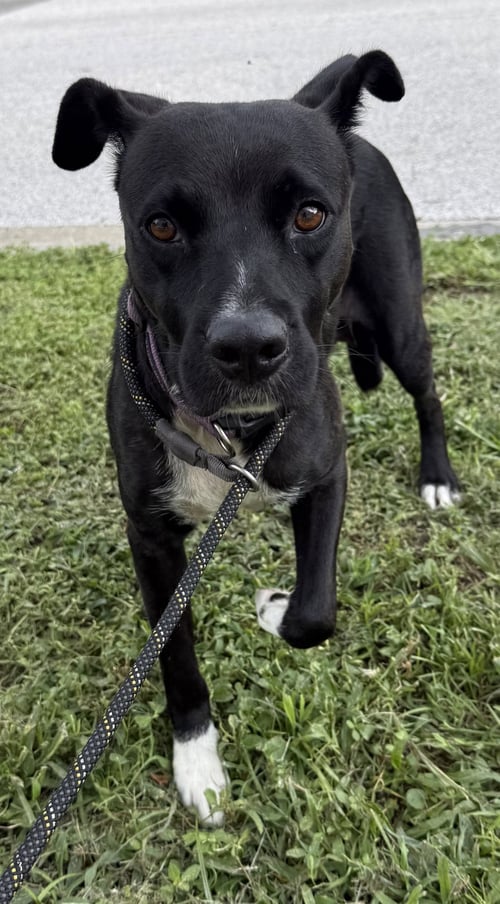 FIFA - Labrador Retriever / Terrier available for adoption