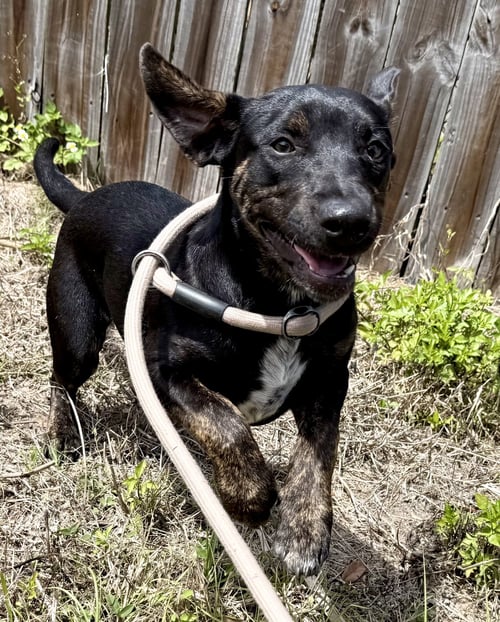 SAOIRSE - Hound / Australian Cattle Dog/Blue Heeler available for adoption