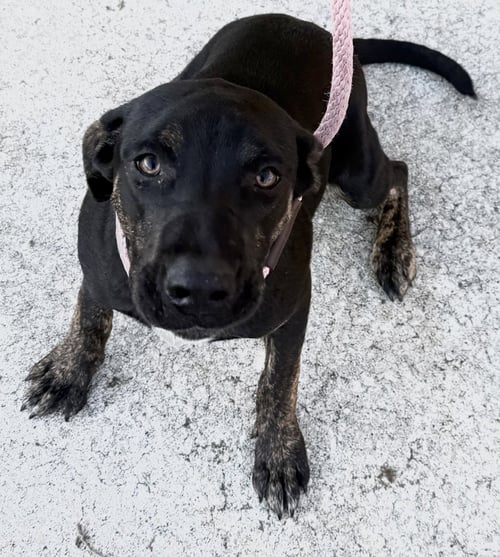 SAOIRSE - Hound / Australian Cattle Dog/Blue Heeler available for adoption