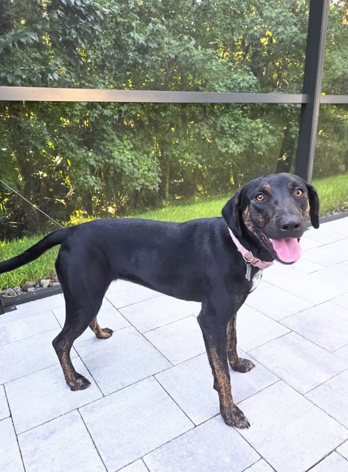 SAOIRSE DOGLANDO GRADUATE FH - Hound / Australian Cattle Dog/Blue Heeler available for adoption
