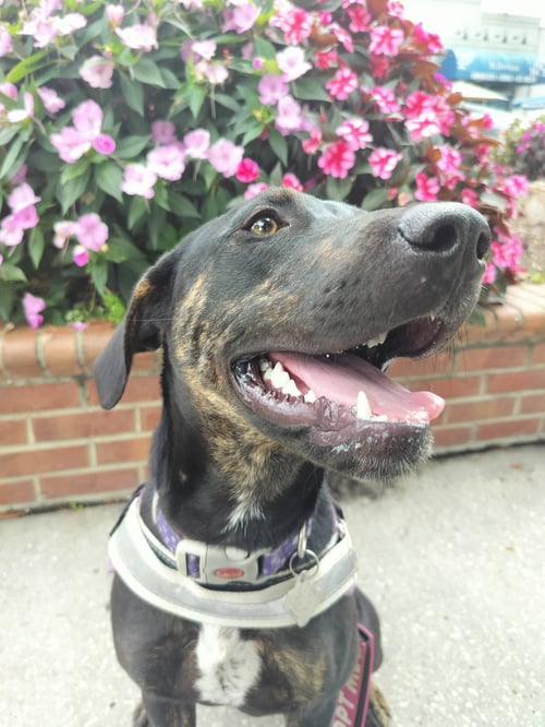 SAOIRSE DOGLANDO GRADUATE FH - Hound / Australian Cattle Dog/Blue Heeler available for adoption