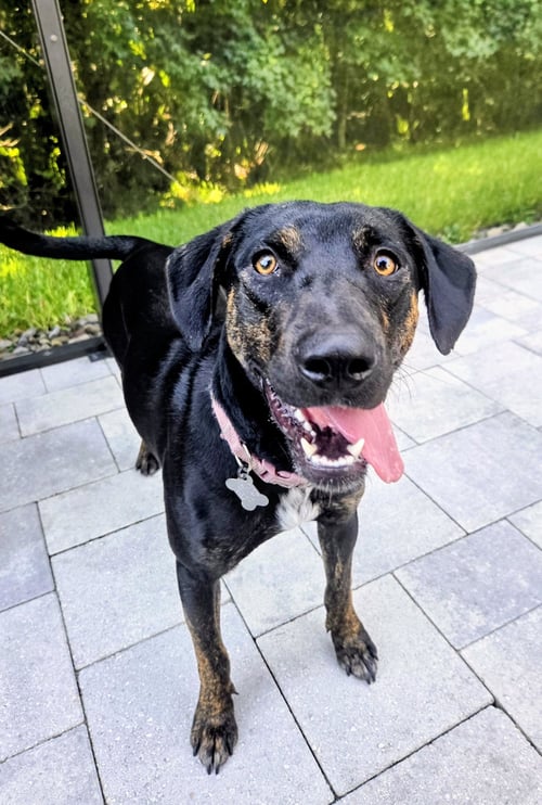SAOIRSE DOGLANDO GRADUATE FH - Hound / Australian Cattle Dog/Blue Heeler available for adoption