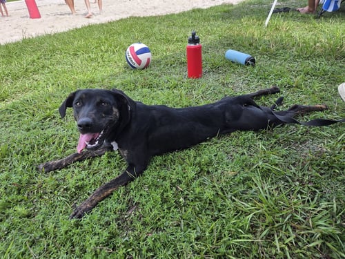 SAOIRSE DOGLANDO GRADUATE FH - Hound / Australian Cattle Dog/Blue Heeler available for adoption