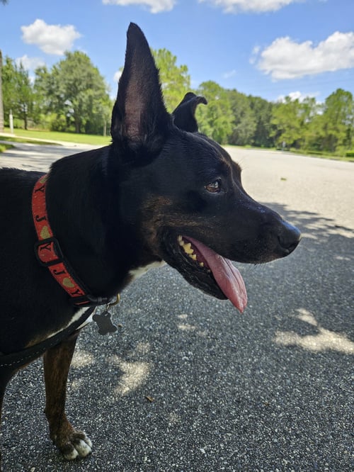 STELLA FKA JUDIE - TRAINING CAMP - Terrier available for adoption