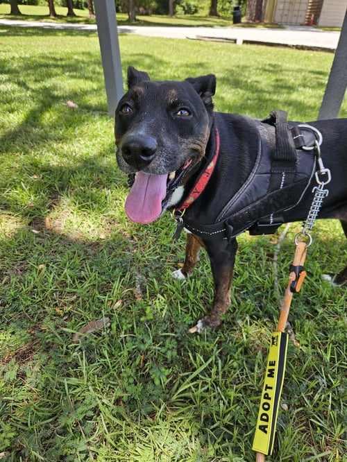 STELLA FKA JUDIE - TRAINING CAMP - Terrier available for adoption
