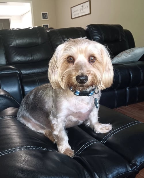 MAGGIE - Lhasa Apso / Shih Tzu available for adoption