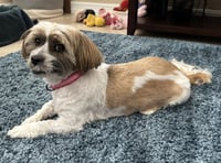 Maggie - Photo 3
