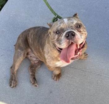 JAX - Bulldog available for adoption