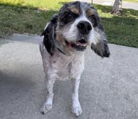 Charlie - Photo 2