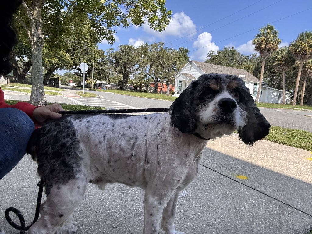 Charlie Image