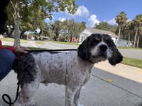 Charlie - Photo 1