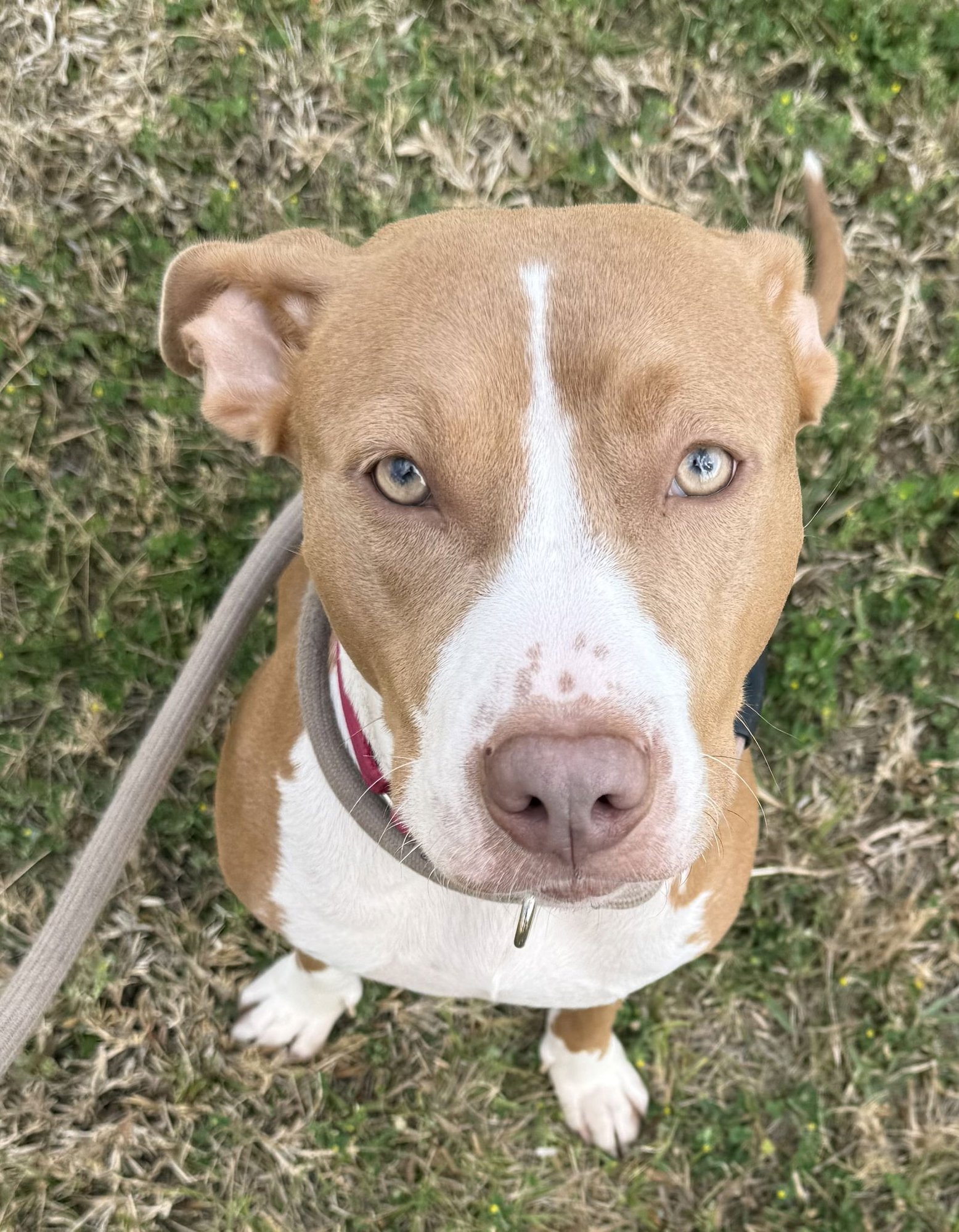 BLOSSOM FH - Hound / Terrier available for adoption
