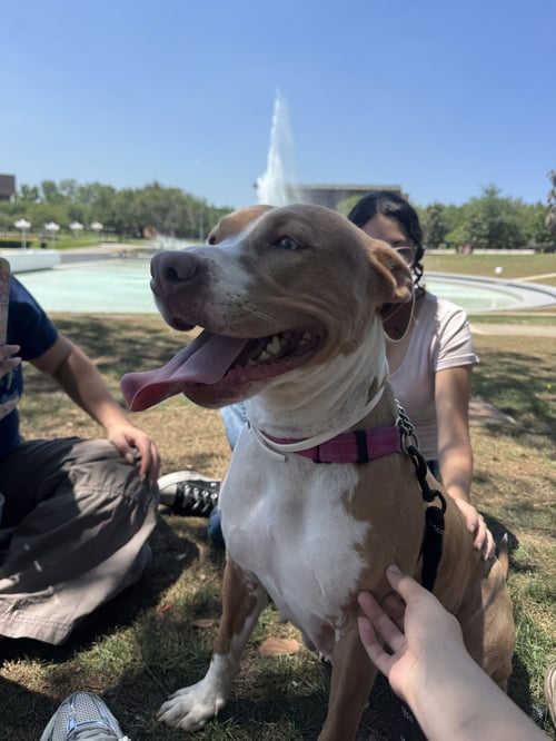 BLOSSOM FH - Hound / Terrier available for adoption