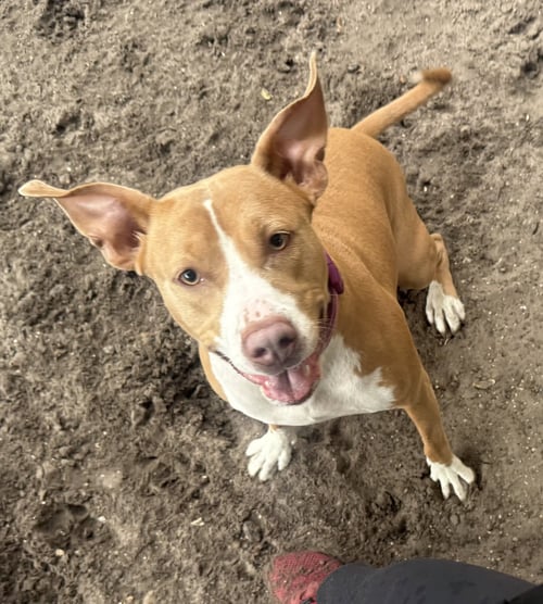 BLOSSOM FH - Hound / Terrier available for adoption