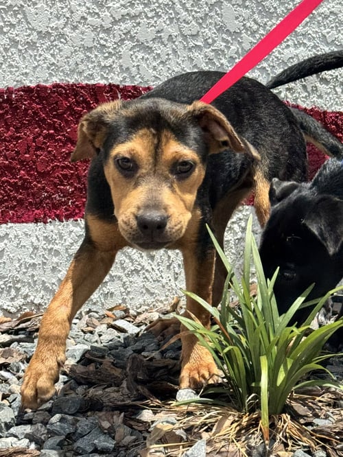 JOY FH - Labrador Retriever available for adoption