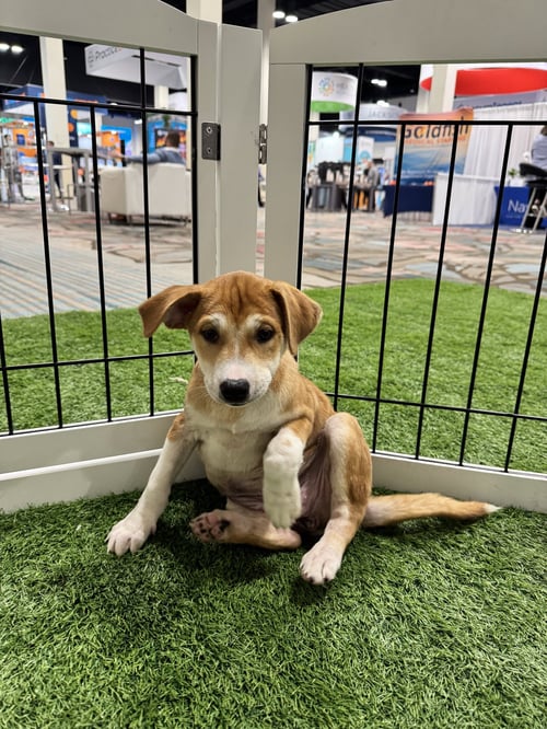 SUNNIVA - Spitz available for adoption