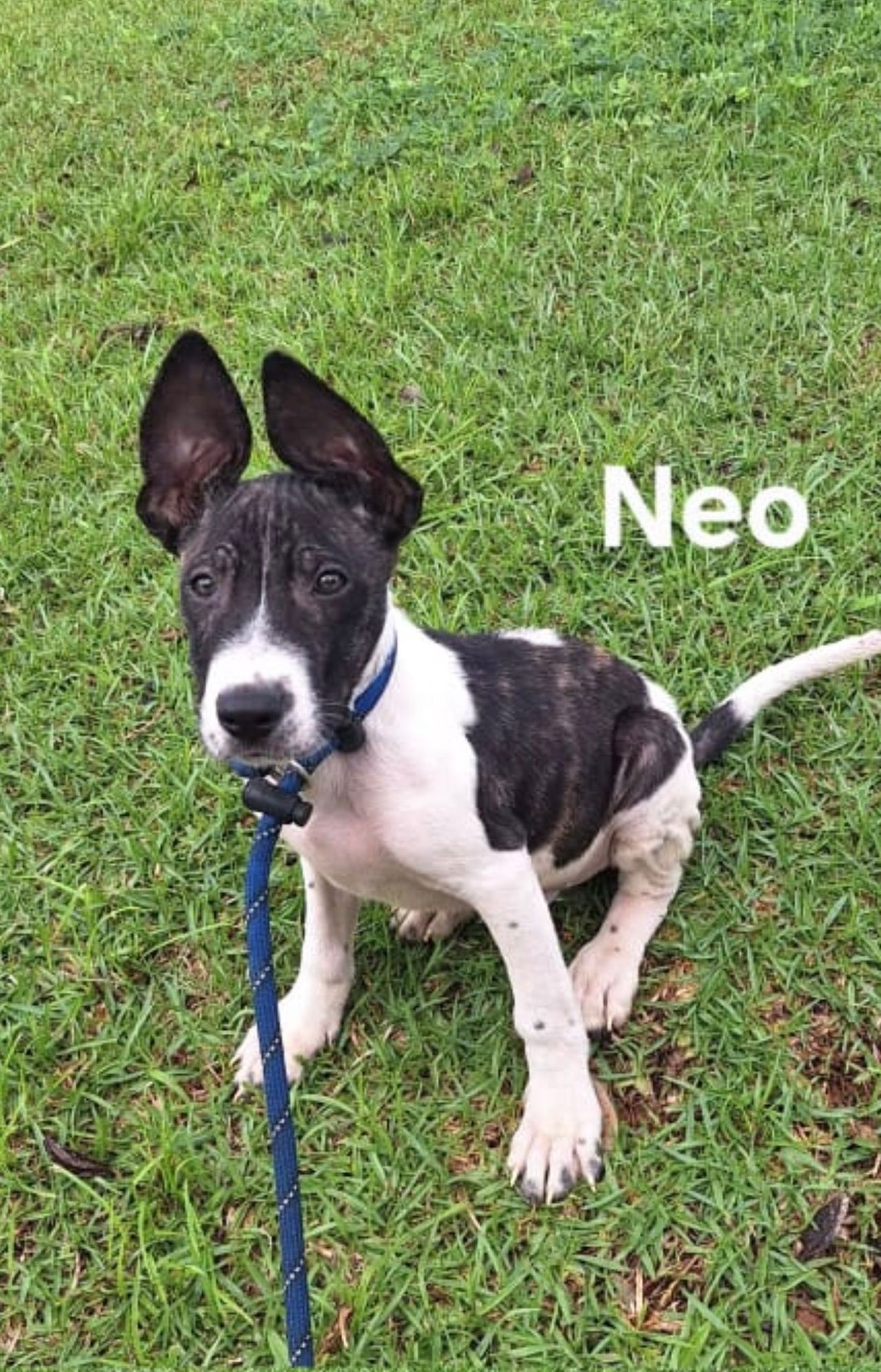 NEO - Labrador Retriever available for adoption